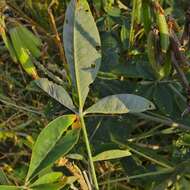 Image of Crotalaria pallida var. pallida