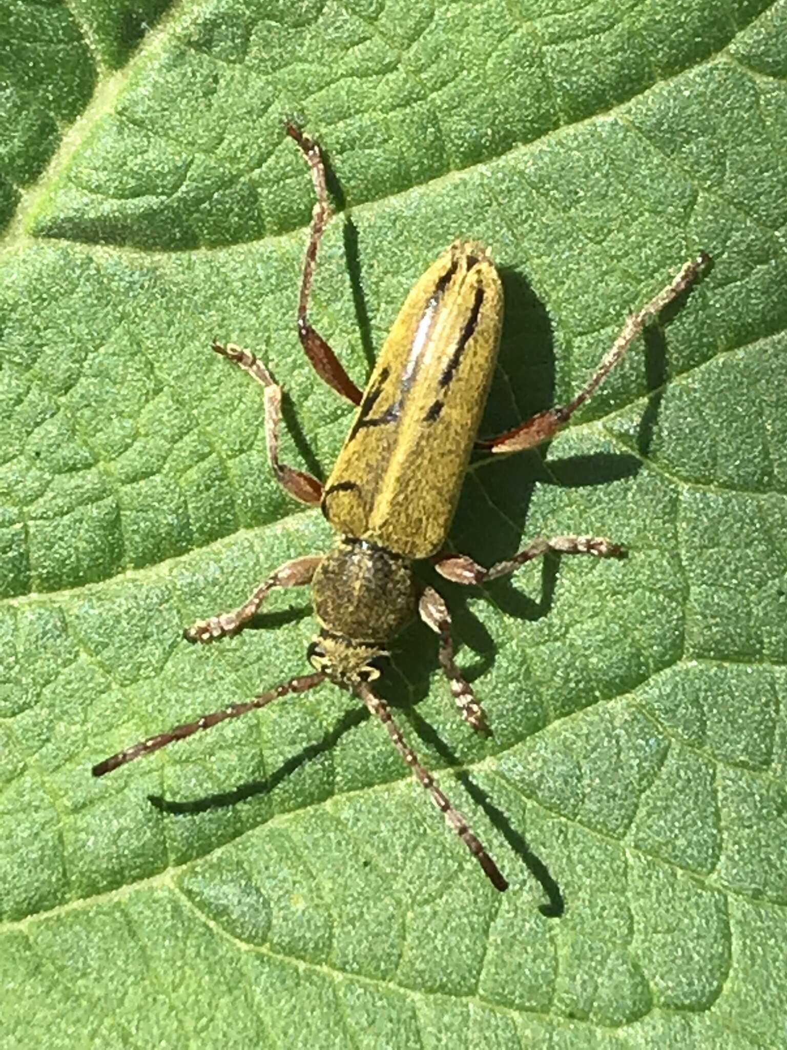 Imagem de Ochraethes brevicornis (Chevrolat 1860)