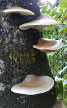 Image of Conchomyces bursiformis (Berk.) E. Horak 1981