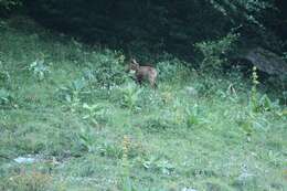 Image of Abruzzo Chamois