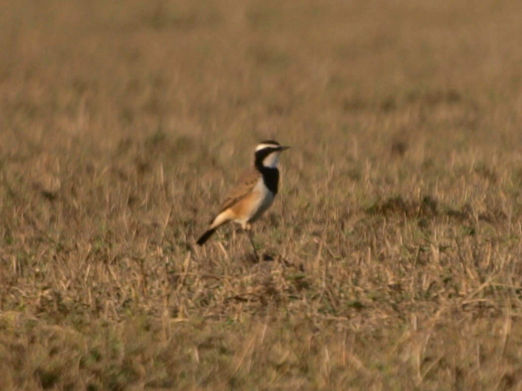 Image of Capped Wheatear