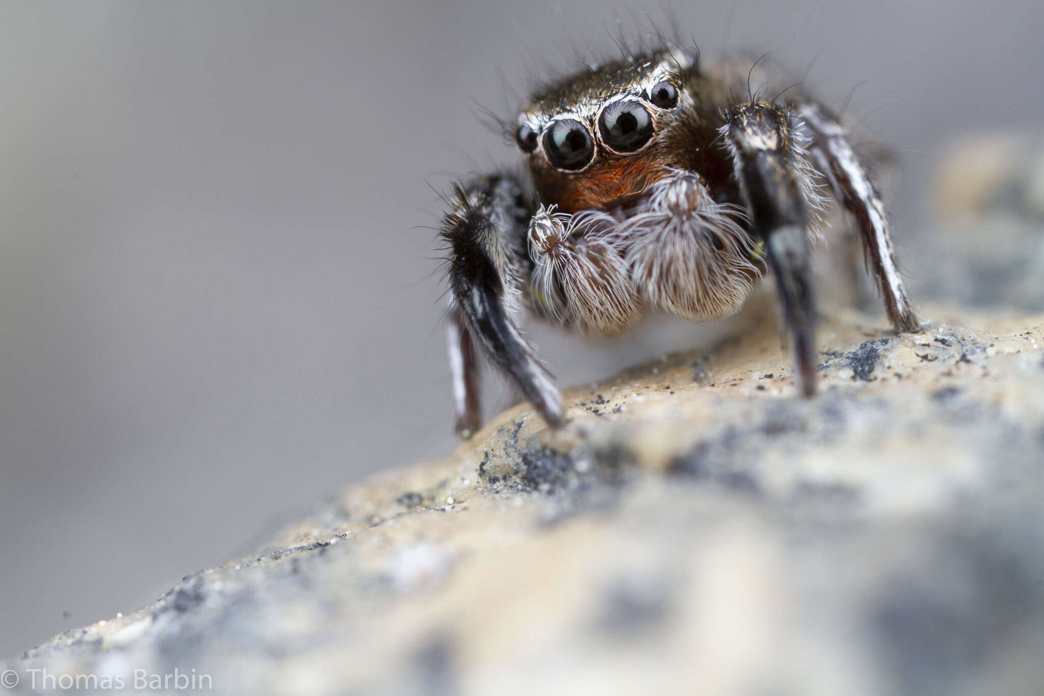 Image of Habronattus hirsutus (Peckham & Peckham 1888)