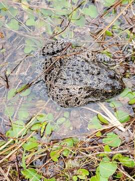 Image de Lithobates capito (Le Conte 1855)