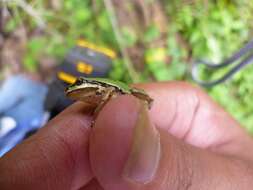 Image of Madrean Treefrog