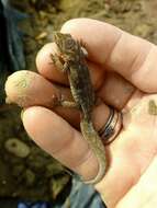 Image of Darwin's Marked Gecko