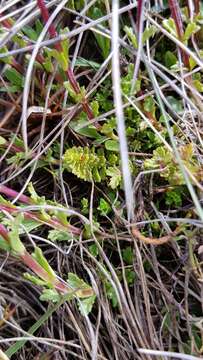 Image of Euphrasia collina R. Br.