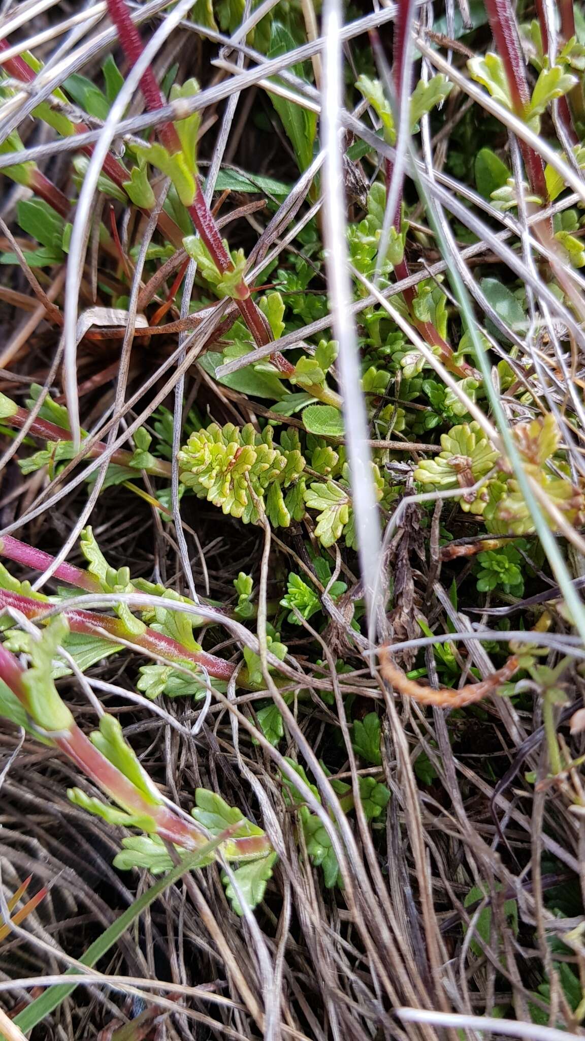 Sivun Euphrasia collina R. Br. kuva