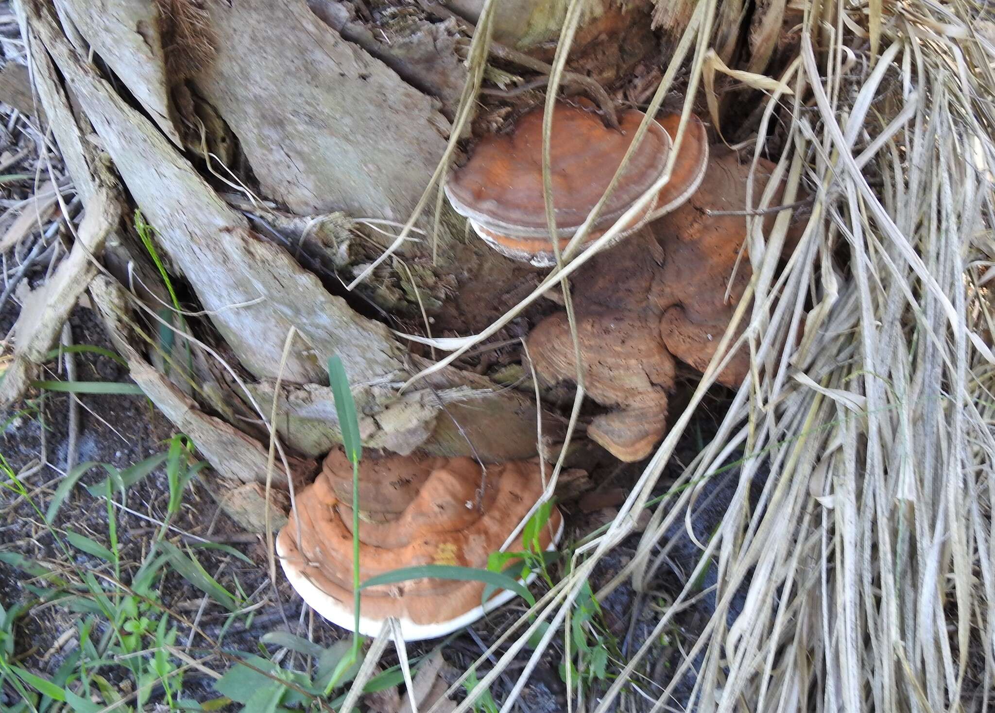 Image of Ganoderma zonatum Murrill 1902