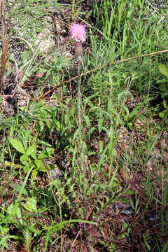 Image of Le Conte's thistle