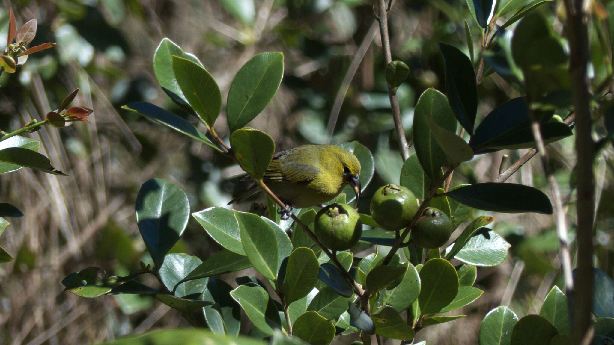 Chlorodrepanis stejnegeri (Wilson & SB 1890)的圖片