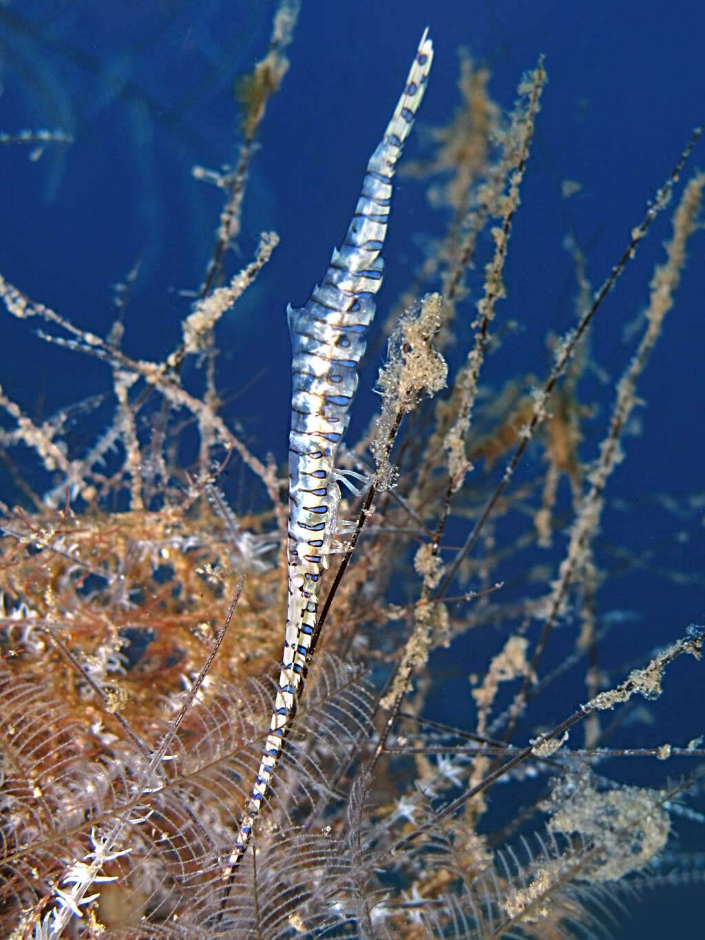 Image of Barred arrow shrimp