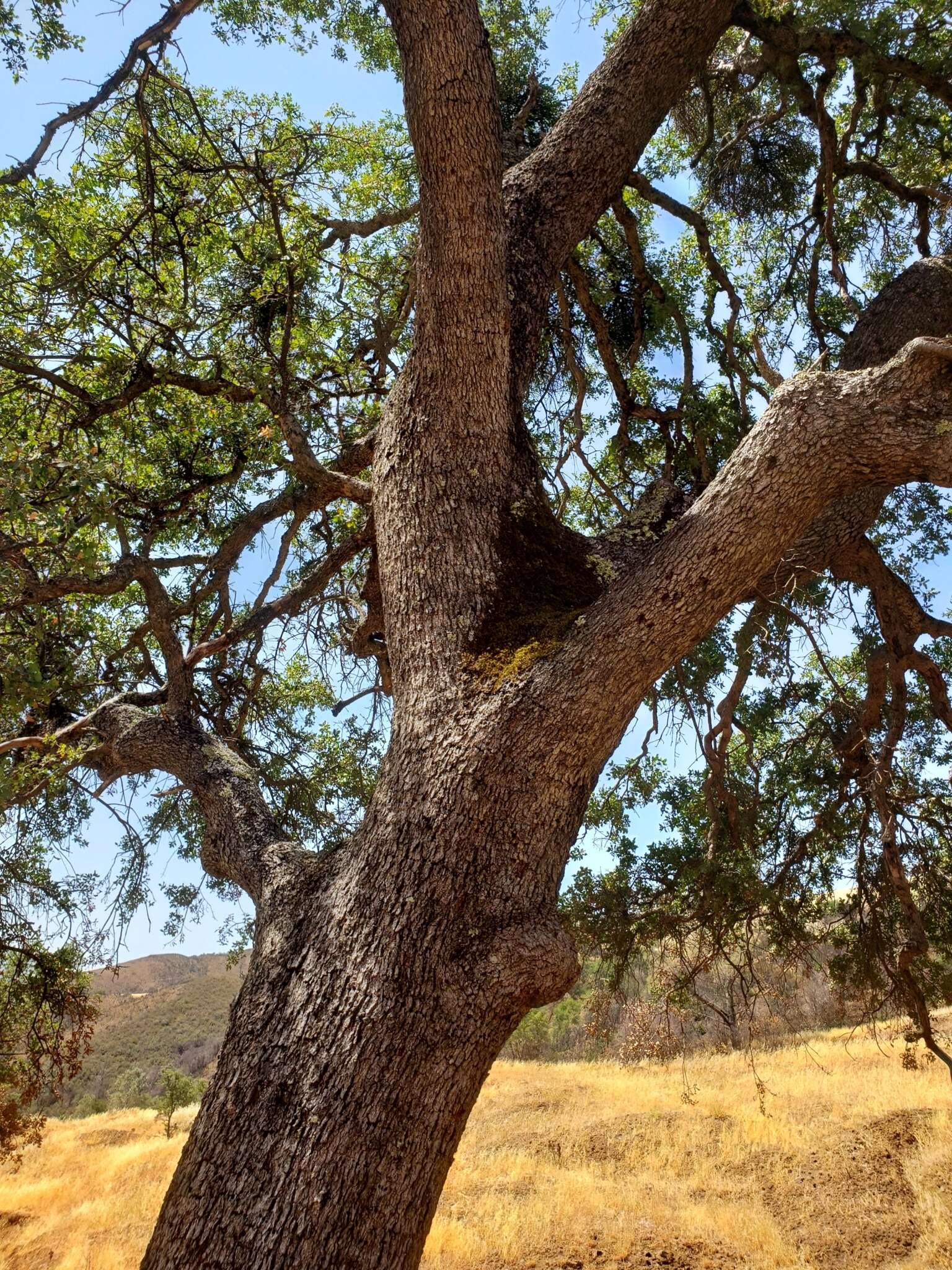 Imagem de Quercus jolonensis Sarg.