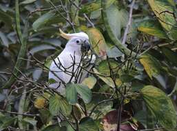 Image of Lesser Sulphur-crested Cockatoo