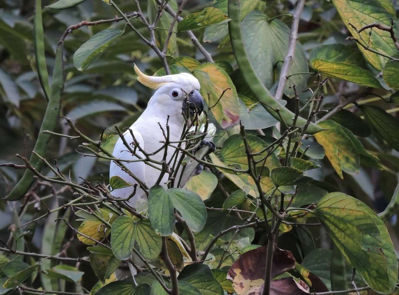 Cacatua sulphurea (Gmelin & JF 1788) resmi