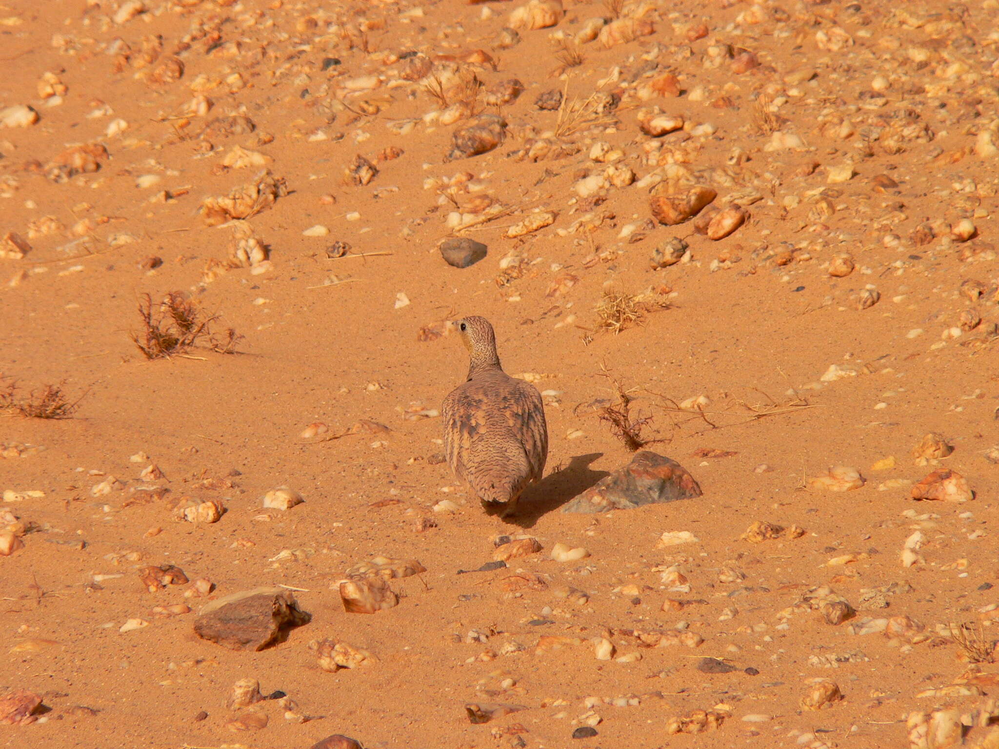 Image of Crowned Sandgrouse