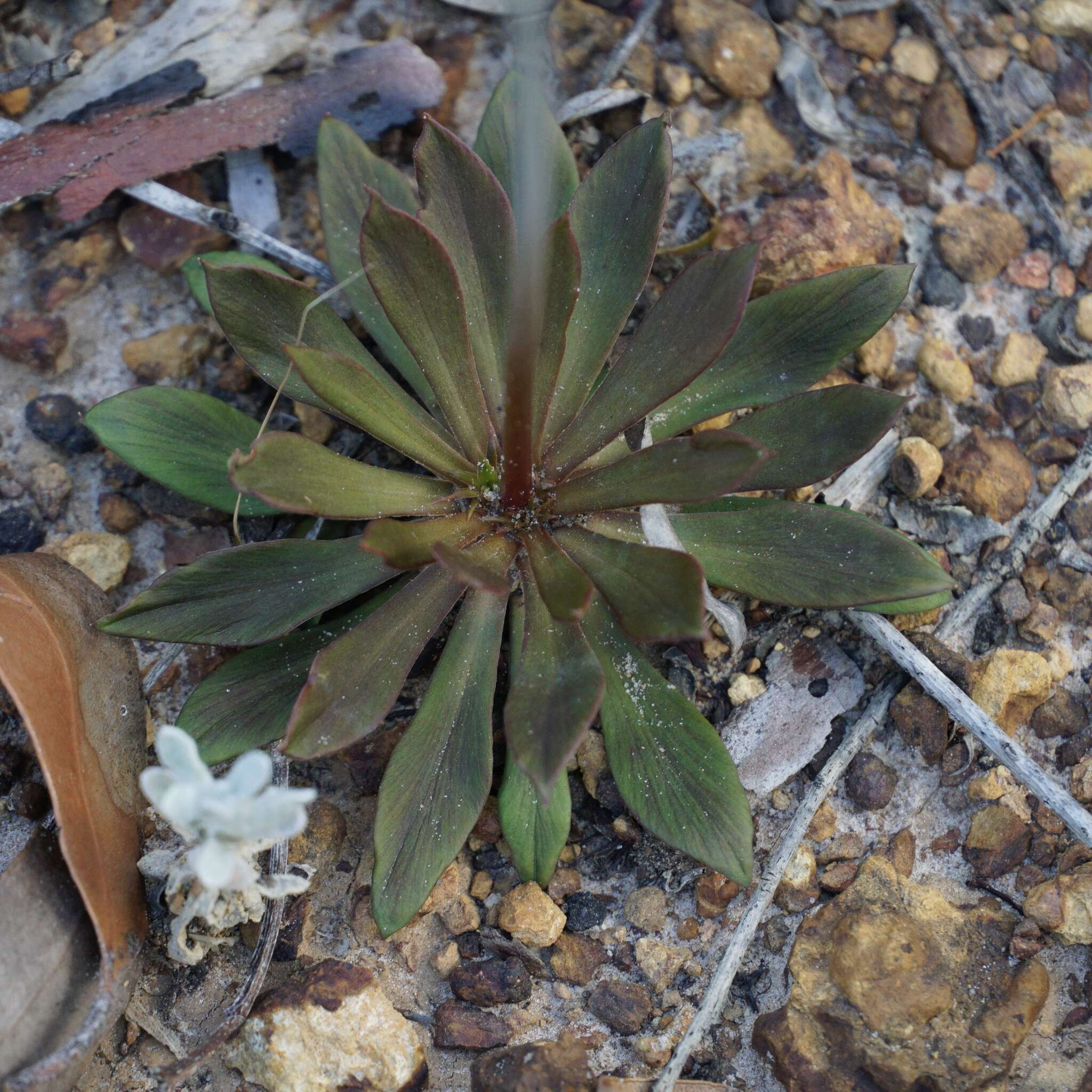 Image de Stylidium amoenum R. Br.