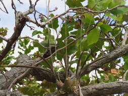 Image of Encyclia trachycarpa (Lindl.) Schltr.