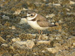 Charadrius wilsonia Ord 1814 resmi