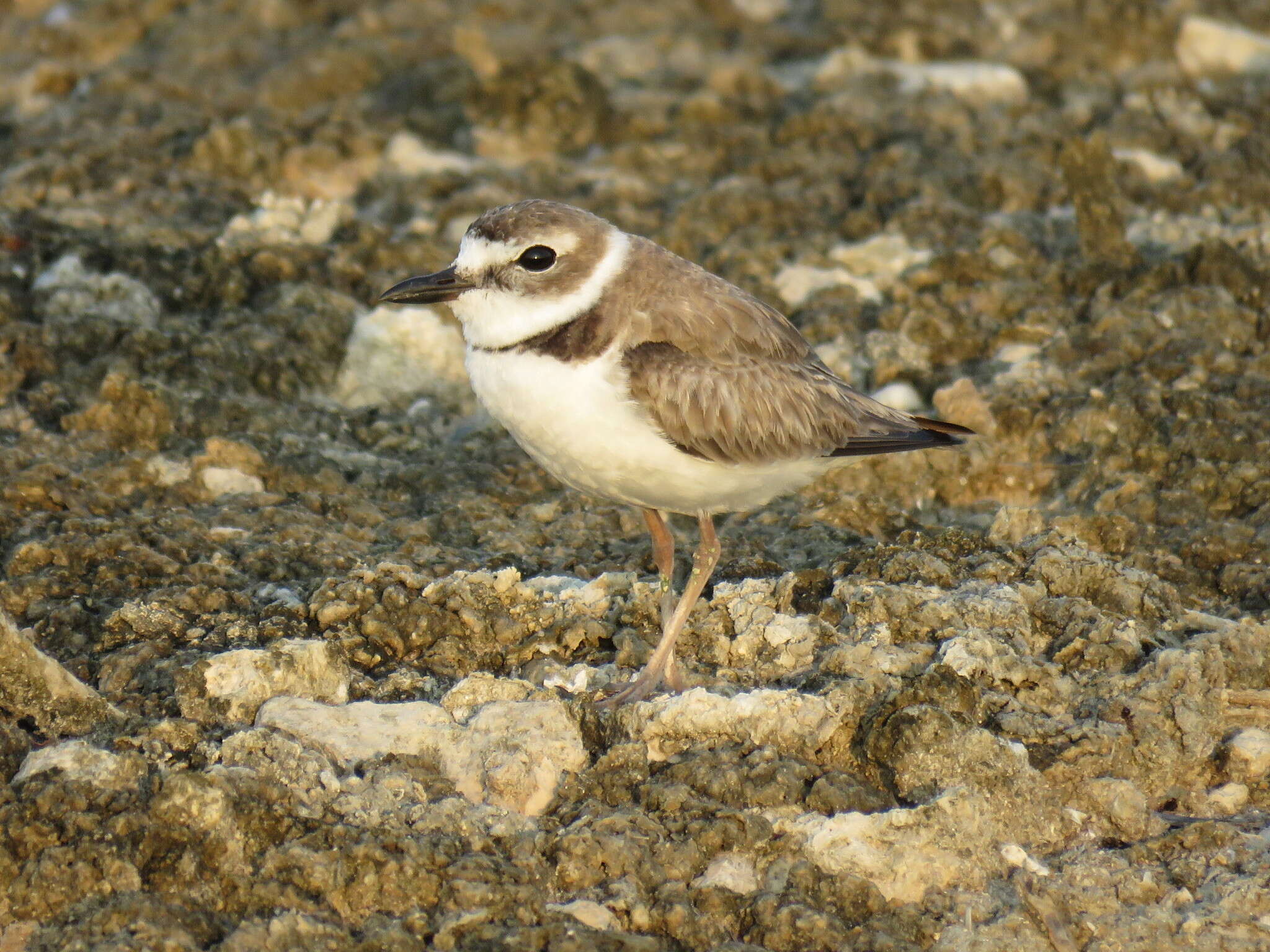 Charadrius wilsonia Ord 1814 resmi