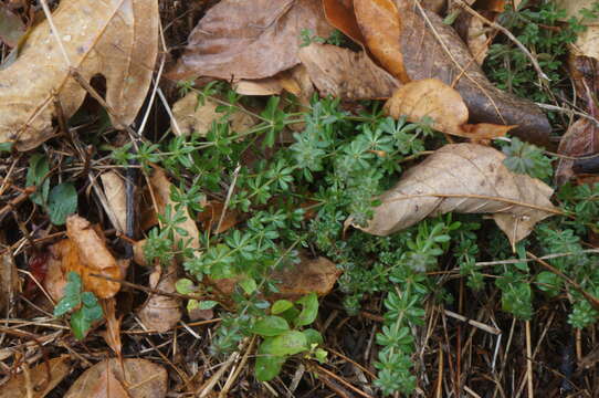 Image of White bedstraw