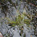 Image of Isolepis inconspicua (Levyns) J. Raynal