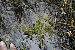 Image of Isolepis inconspicua (Levyns) J. Raynal