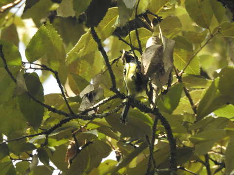 Image of Black-lored Tit