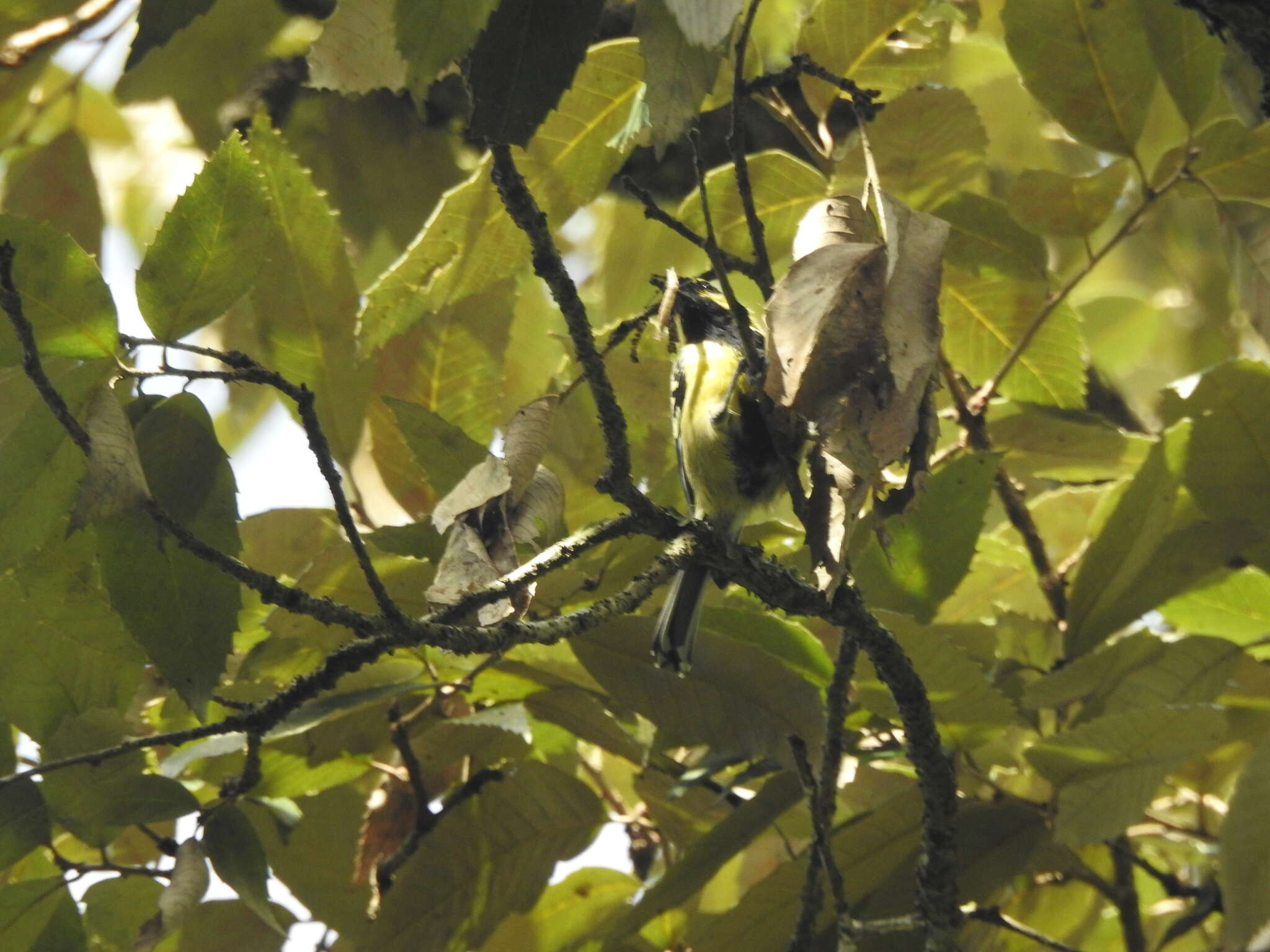 Image of Black-lored Tit