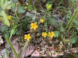 Imagem de Oxalis priceae subsp. colorea (Small) Eiten