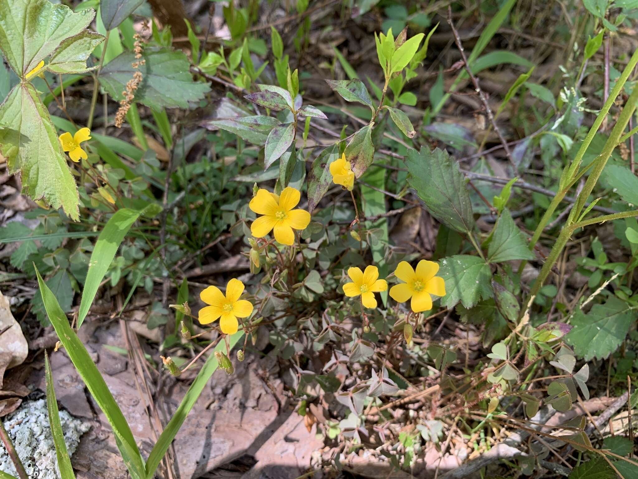 Imagem de Oxalis priceae subsp. colorea (Small) Eiten