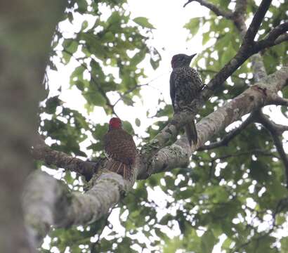 Image of Knysna Woodpecker