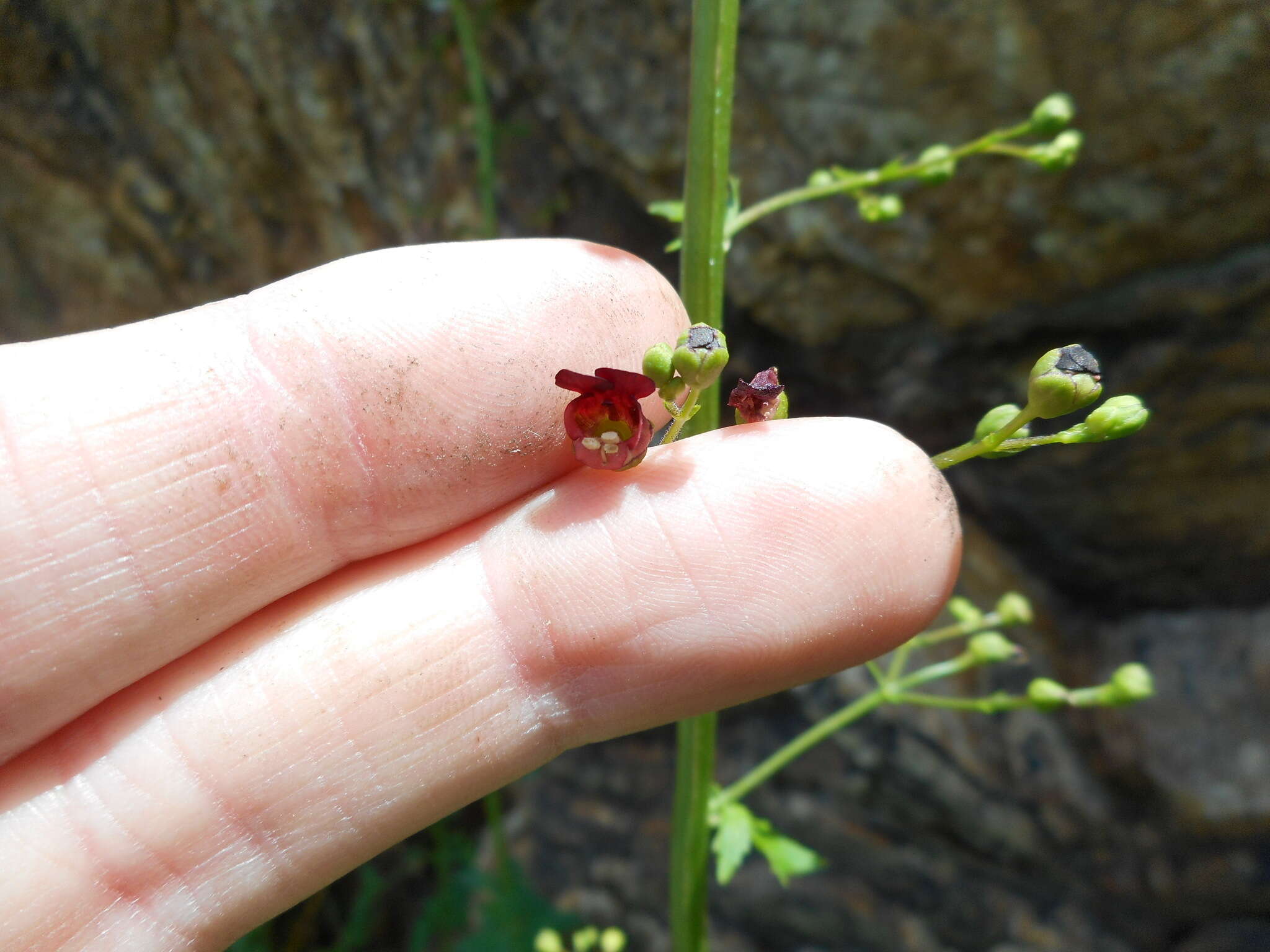 Image of California bee plant