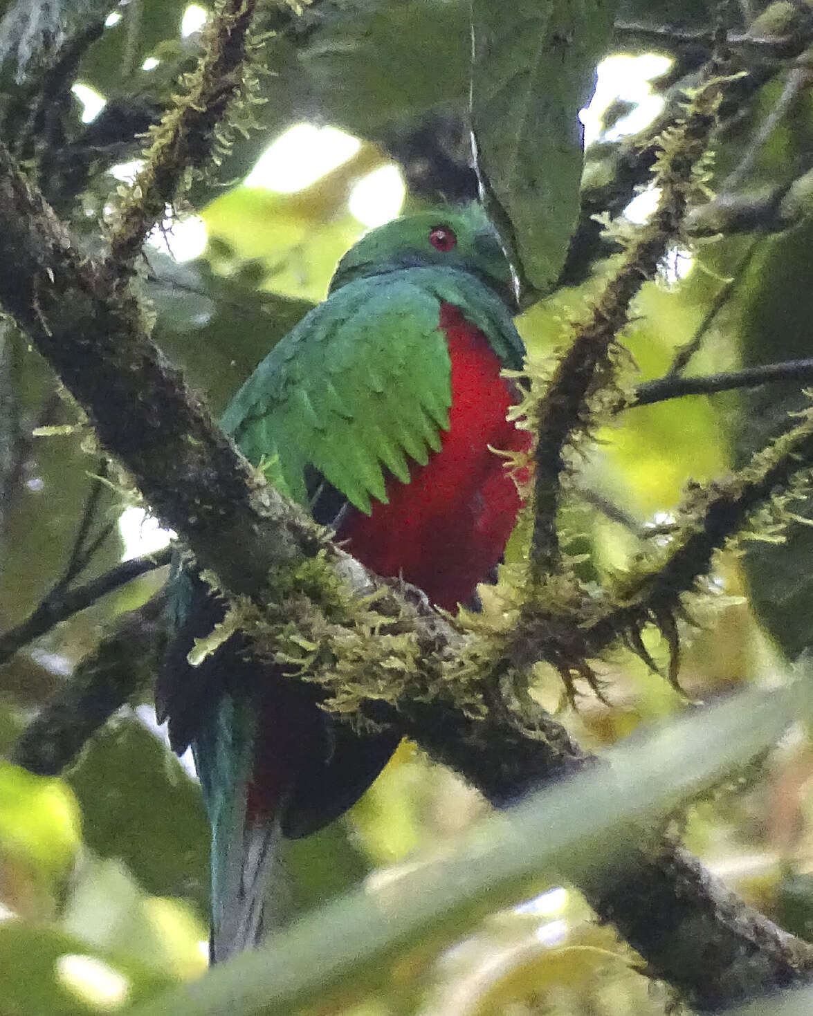 Image of Crested Quetzal