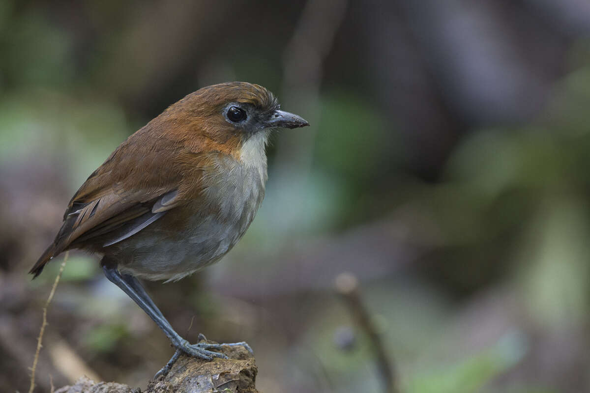 Image of White-bellied Antpitta