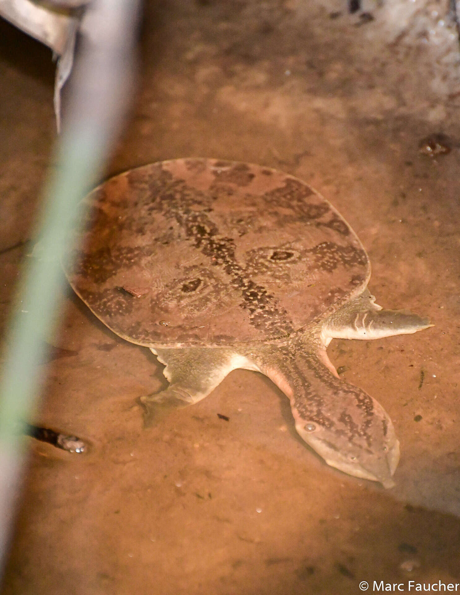 Image of Malayan Soft-shelled Turtle