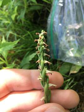 Image of Shining Ladies'-Tresses