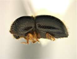 Image of Black twig borer