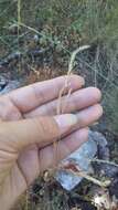 Image of Festuca rupicola Heuff.