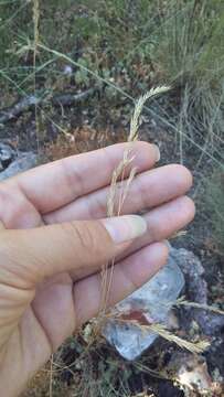 Image of Festuca rupicola Heuff.