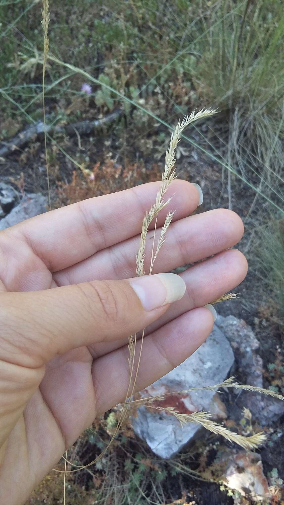 Image of Festuca rupicola Heuff.