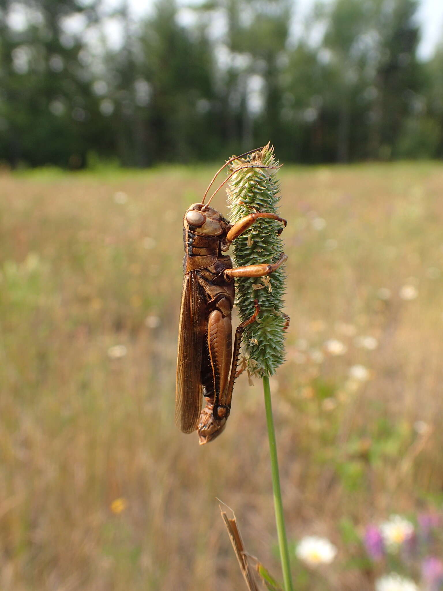 Image of Entomophaga grylli (Fresen.) A. Batko 1964