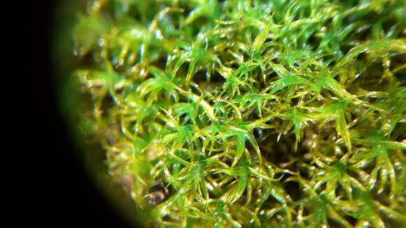 صورة Vinealobryum R. H. Zander