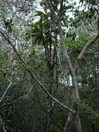 Image of Ixora margaretae (N. Hallé) Mouly & B. Bremer