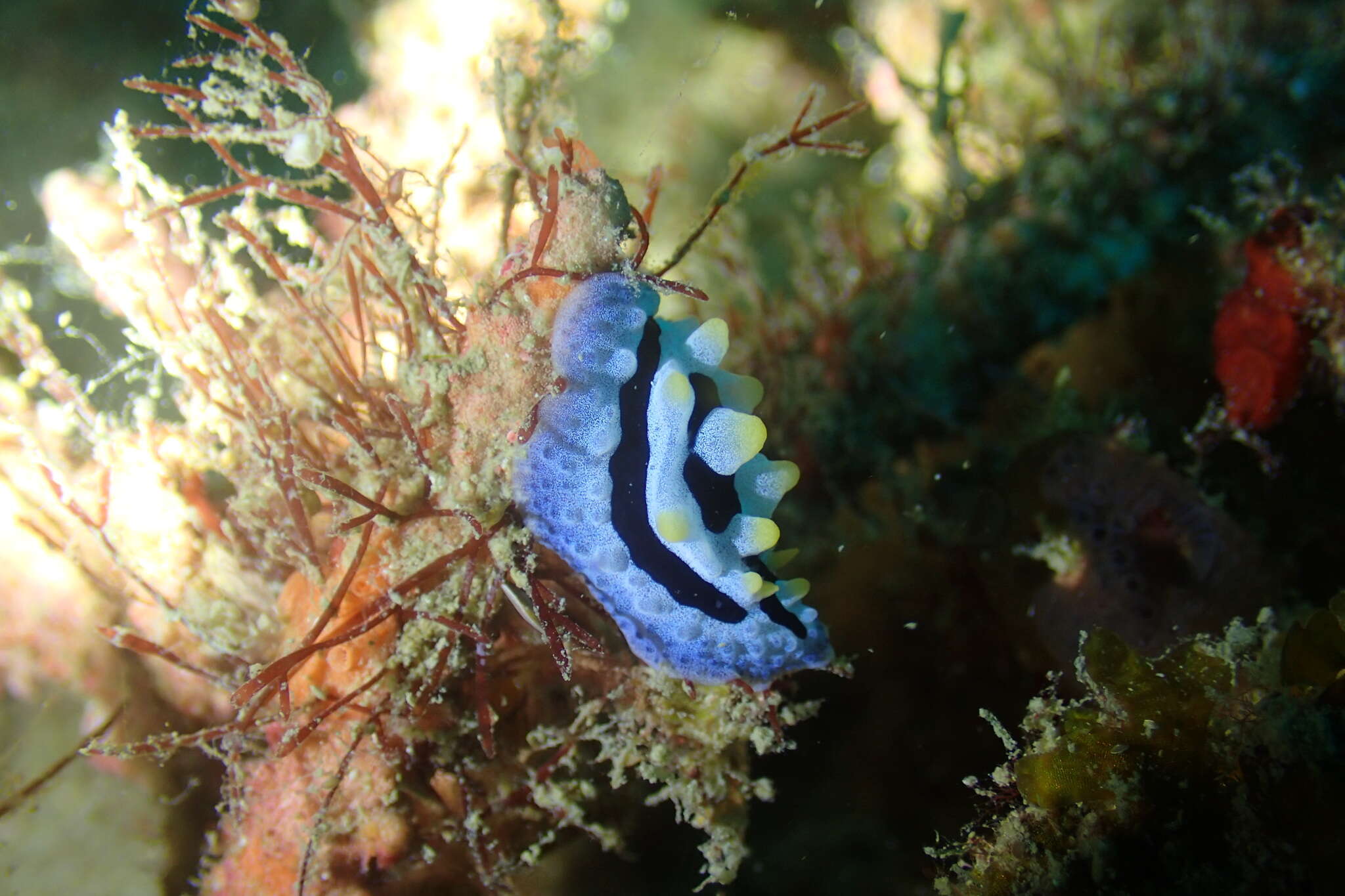 Image of Lumpy black blue orange slug