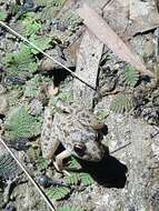 Plancia ëd Litoria inermis (Peters 1867)