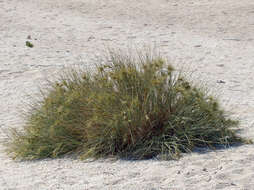 Imagem de Spinifex longifolius R. Br.