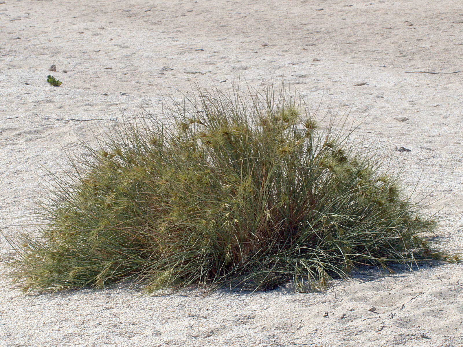 Imagem de Spinifex longifolius R. Br.