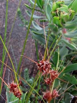 Image of Schoenus graminifolius (Levyns) T. L. Elliott & Muasya