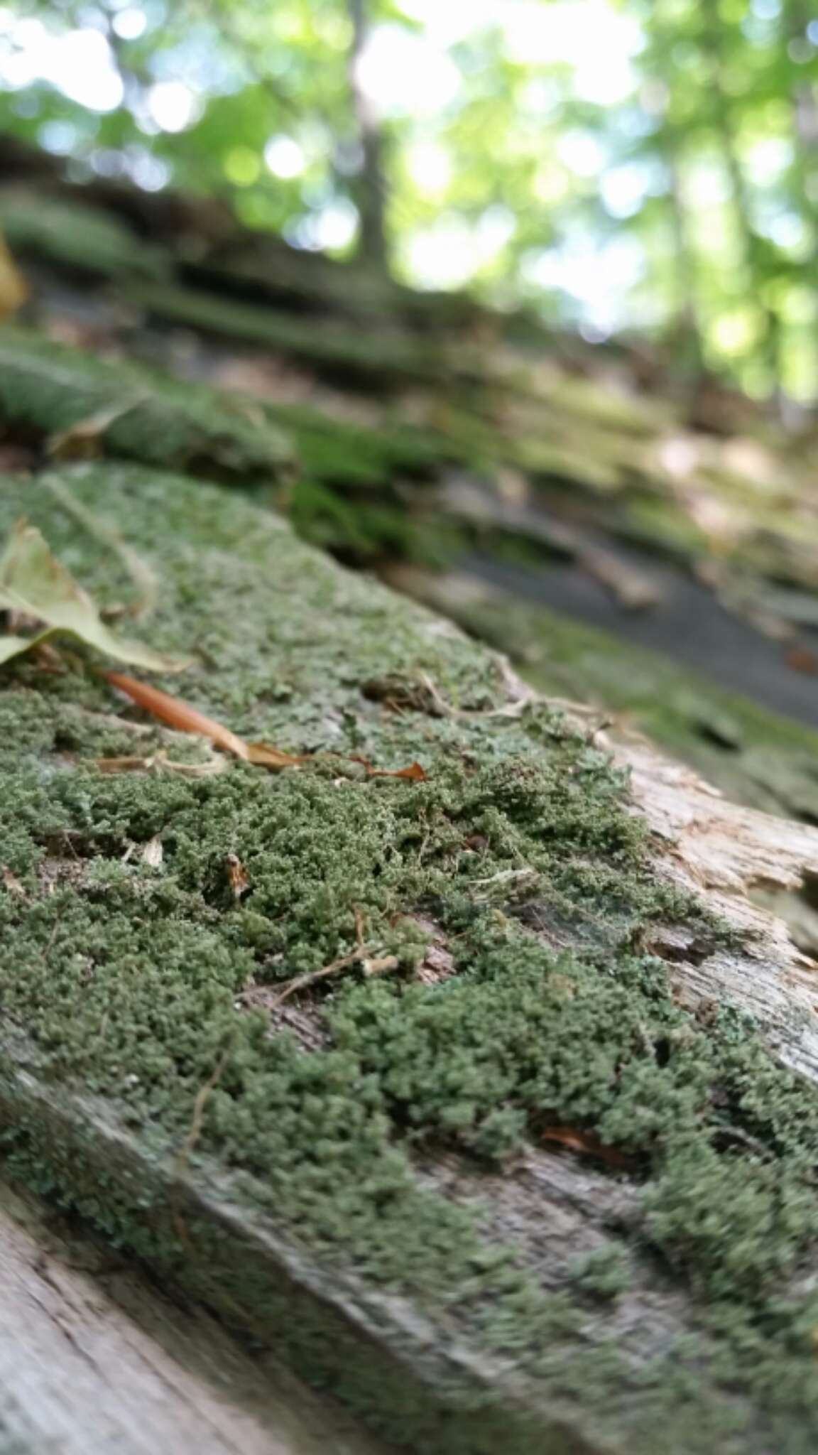 Plancia ëd Cladonia parasitica (Hoffm.) Hoffm.