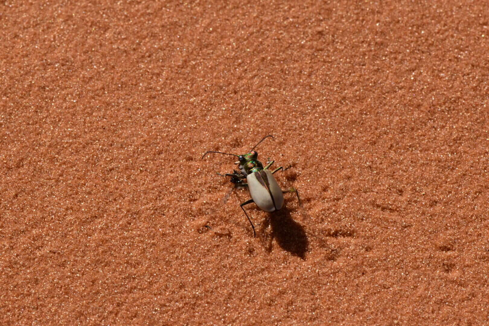 Image of Coral Pink Sand Dunes Tiger Beetle